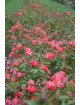 Terre des Roses® - Honneur et Agriculture®- ©Roses Guillot®
