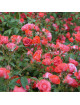 Terre de Roses® - Honneur et Agriculture®- ©Roses Guillot®