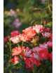 Terre des Roses® - Honneur et Agriculture®- ©Roses Guillot®