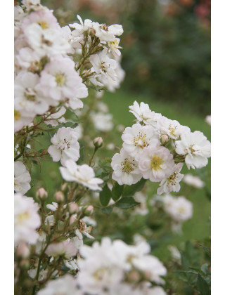 Rosa Bonheur® - Rosier Terre des Roses® -  Guillot®