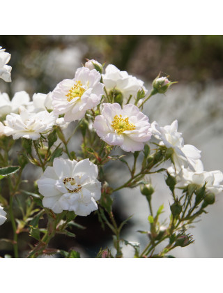 Rosa Bonheur® - Rosier Terre des Roses® -  Guillot®