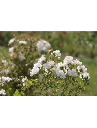 Rosa Bonheur® - Rosier Terre des Roses® -  Guillot®