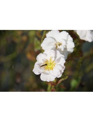 Rosa Bonheur® - Rosier Terre des Roses® -  Guillot®