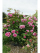 Rosier Générosa® - Roses en Baie - ©Roses Guillot®