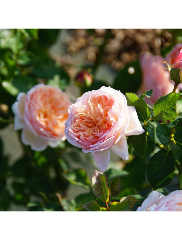 Rosier Guillot® Générosa® - Charles de Nervaux® Rosier Guillot® Générosa® - Charles de Nervaux®