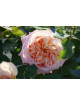 Rosier Guillot® Générosa® - Charles de Nervaux®