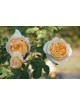 Rosier Générosa® - Odile Masquelier - ©Roses Guillot®