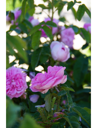 Rosier ancien Guillot - Parmentier - ©Roses Guillot®