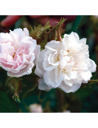 Rosier ancien - Quatre Saisons Blanc Mousseux - ©Roses Guillot® 