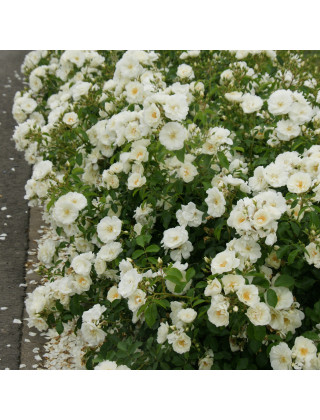 Jardin a la française avec rosiers OPALIA