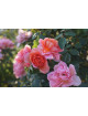 Chantal Ladesou® - Terre des Roses Guillot