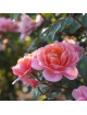 Chantal Ladesou® - Terre des Roses Guillot