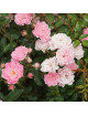 Rosier ancien - Féérie / The Fairy - ©Roses Guillot®