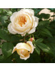 Rosier Générosa® - Marc-Antoine Charpentier - ©Roses Guillot®