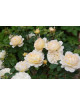 Rosier Générosa® - Marc-Antoine Charpentier - ©Roses Guillot®