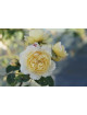 Rosier Générosa® - Marc-Antoine Charpentier - ©Roses Guillot®