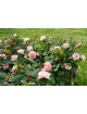Rosier Guillot® Générosa® - Fiona Gelin® - ©Roses Guillot® 