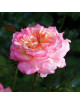 Hybrides de Thé Guillot® - Laurent Voulzy® - ©Roses Guillot®