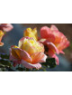Rosier Guillot® Hybrides de Thé® - Bella'Roma®