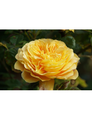 Rosier jaune Générosa® - 100 Idées Jardin®