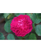 Rosier ancien Abbé Bramerel - ©Roses Guillot®