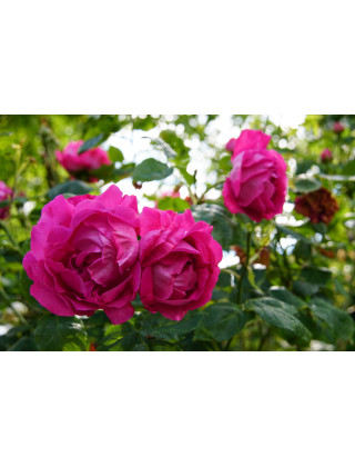 Rosier ancien Guillot - Baron J.B. Gonella - ©Roses Guillot®