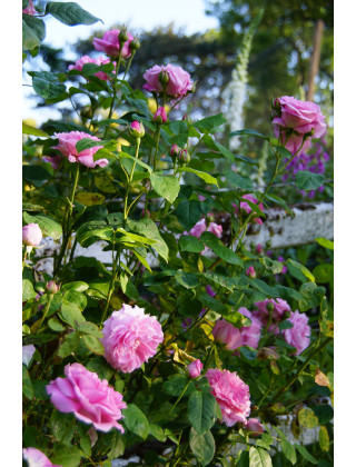 Rosiers Anciens - Baronne A.de Rothschild - ©Roses Guillot®
