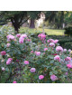 Rosiers Anciens - Baronne A.de Rothschild - ©Roses Guillot®