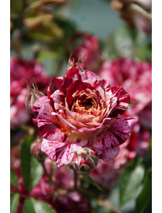 Rosier Terre des Roses® Guillot® - Belle d'Espinouse®