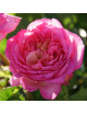 Rosier Générosa® - Roses en Baie - ©Roses Guillot®