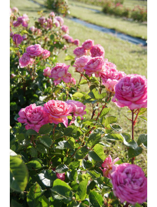 Rosier Générosa® - Roses en Baie - ©Roses Guillot®