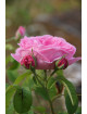 Rosiers Anciens - Baronne Prévost - ©Roses Guillot®