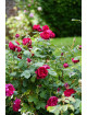 Rosier Guillot® Générosa® - Rose Bicentenaire de Guillot®