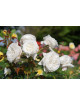 Rosier Guillot® Générosa® - Blanche de Castille®