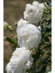 Rosier Guillot® Générosa® - Blanche de Castille®