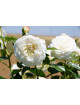 Rosier Guillot® Générosa® - Blanche de Castille®