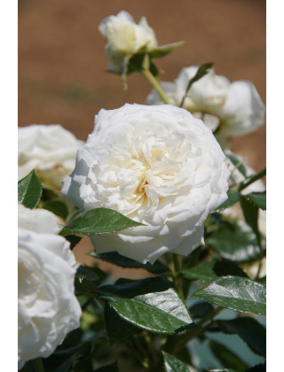 Rosier Guillot® Générosa® - Blanche de Castille®