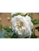 Rosier Guillot® Générosa® - Blanche de Castille®