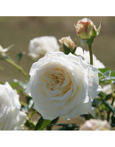 Rosier Guillot® Générosa® - Blanche de Castille®