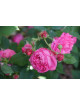 Rosier Ancien Guillot® - Catherine Guillot - ©Roses Guillot®