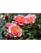 Chantal Ladesou® - Terre des Roses Guillot