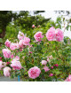 Rosier Guillot® Générosa® - Délia® - ©Roses Guillot®