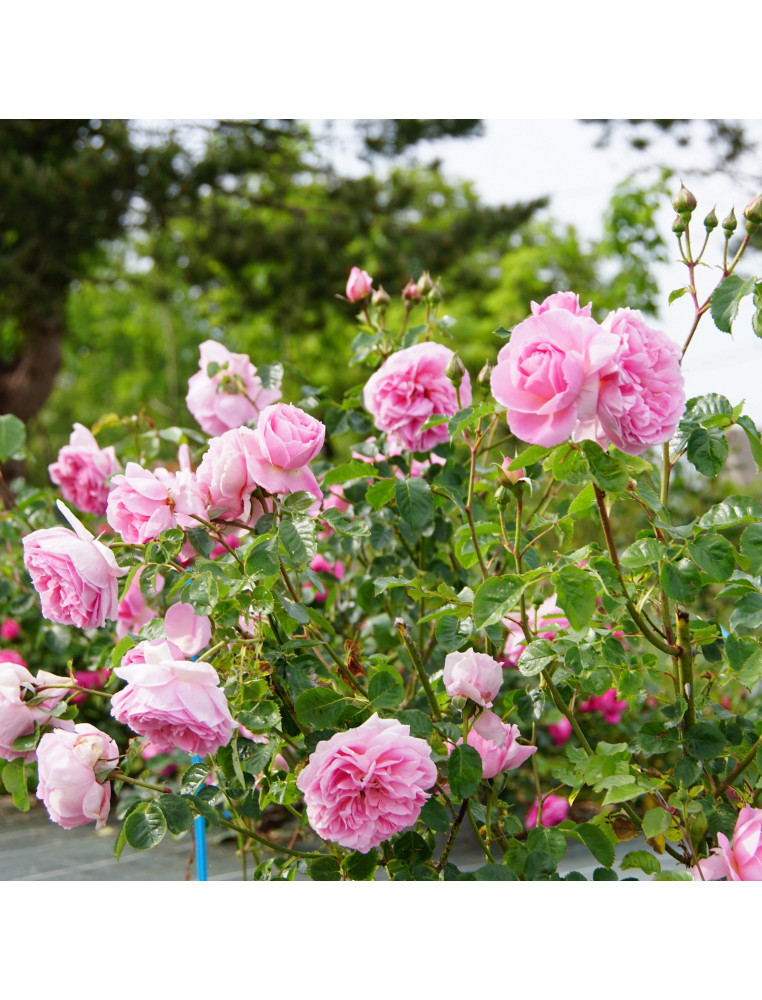 Rosier Guillot® Générosa® - Délia® - ©Roses Guillot® Rosier Guillot® Générosa® - Délia® - ©Roses Guillot®