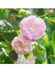 Rosier Guillot® Générosa® - Eliane Gillet® - ©Roses Guillot®