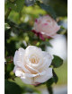 Rosier Guillot® Générosa® - Eliane Gillet® - ©Roses Guillot®