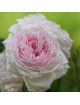 Rosier ancien Guillot® - Elisa Boëlle - ©Roses Guillot®