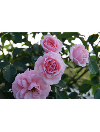 Rosier Terre des Roses® - Emile Garcin® - ©Roses Guillot®