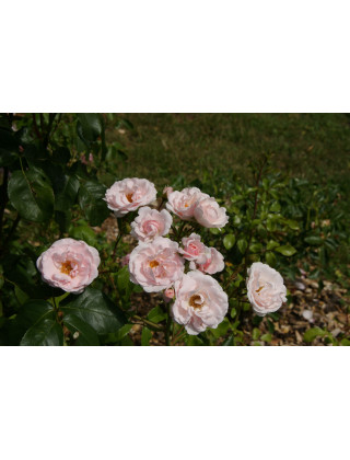 Rosier Terre des Roses® - Emile Garcin® - ©Roses Guillot®