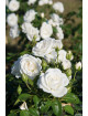 Rosier Fleurs groupées Guillot® - Carole De Carolis® - ©Roses Guillot®