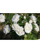 Rosier Terre des Roses® - Carole De Carolis® - ©Roses Guillot®